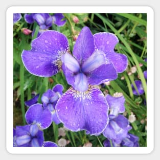 Purple Iris Sticker